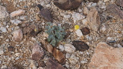 Trichoptilium incisum