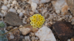 Trichoptilium incisum