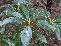 Lophostemon confertus