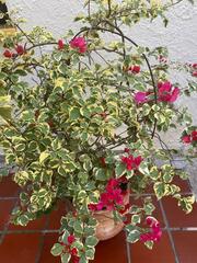 Bougainvillea