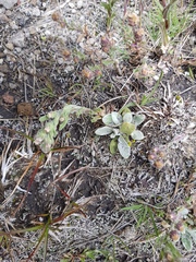 Mexerion sarmentosum