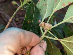 Lophostemon confertus