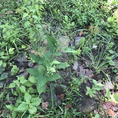 Scrophularia lanceolata