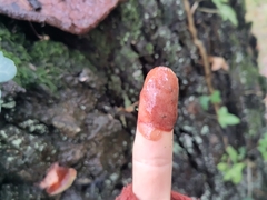 Fistulina hepatica