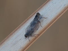 Cixiinae