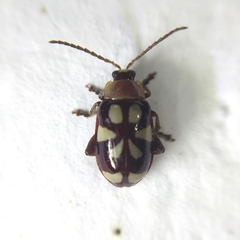 Omophoita