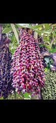 Arecaceae