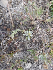 Mexerion sarmentosum