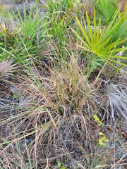 Andropogon brachystachyus