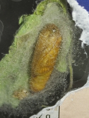 Chrysodeixis chalcites