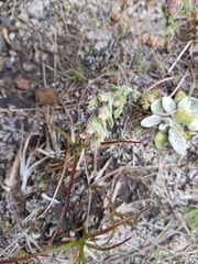 Mexerion sarmentosum