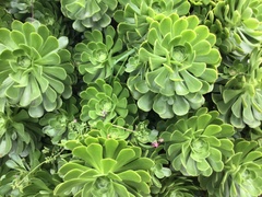 Aeonium
