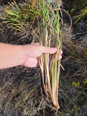 Andropogon brachystachyus