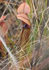 Sarracenia rubra