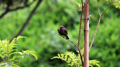 Pyrocephalus rubinus obscurus