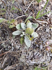 Mexerion sarmentosum