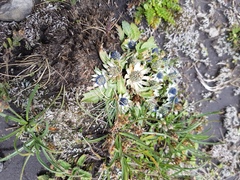 Mexerion sarmentosum