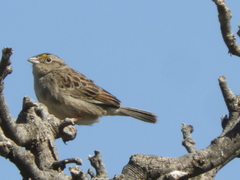 Ammodramus humeralis