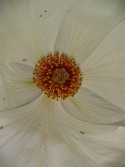 Argemone platyceras