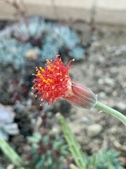 Kleinia stapeliiformis