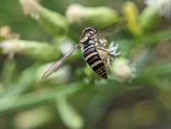 Fazia micrura