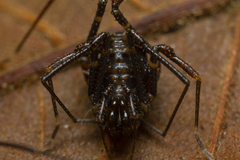 Gonyleptidae