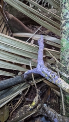 Phlebiopsis crassa