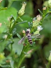 Fazia micrura