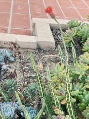 Kleinia stapeliiformis