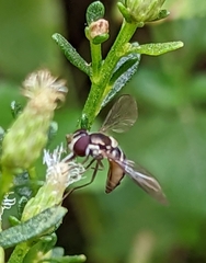 Fazia micrura