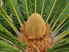 Cycas revoluta