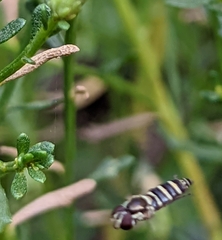 Fazia micrura