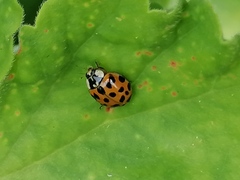 Harmonia axyridis