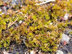 Syntrichia ruralis