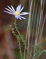 Symphyotrichum walteri