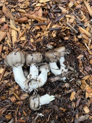 Agaricus deardorffensis