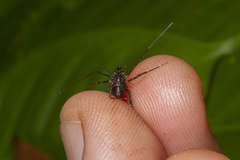 Gonyleptidae