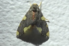 Phaegopterina