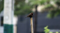 Pyrocephalus rubinus obscurus