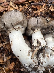 Agaricus deardorffensis
