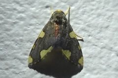 Phaegopterina