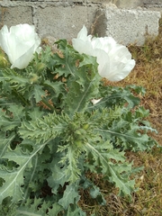 Argemone platyceras