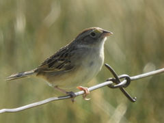 Ammodramus humeralis