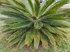 Cycas revoluta