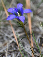 Gentiana autumnalis