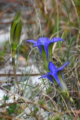 Gentiana autumnalis
