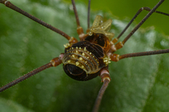 Gonyleptidae