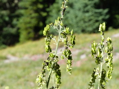 Veratrum viride eschscholtzianum