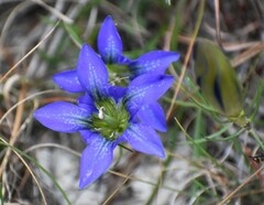 Gentiana autumnalis