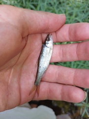 Luxilus chrysocephalus